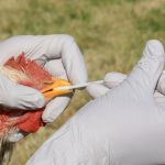 Declarada alerta sanitaria en cinco estados de Venezuela por influenza aviar